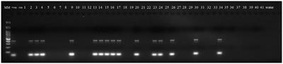 Dissecting the rust resistance in salt tolerant wheat germplasm